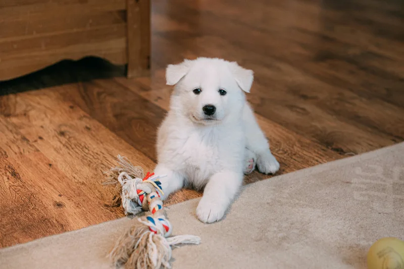 White puppy on a durable LVP floor