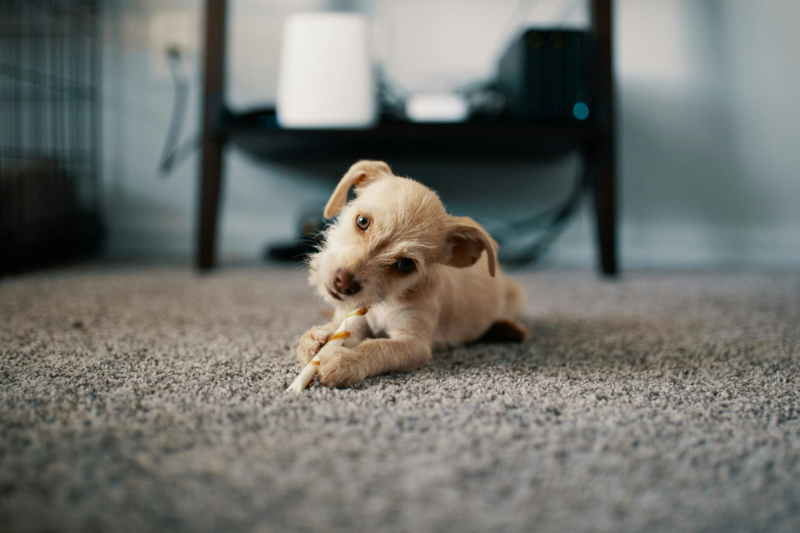 Puppy chewing a toy on a durable pet friendly carpet floor