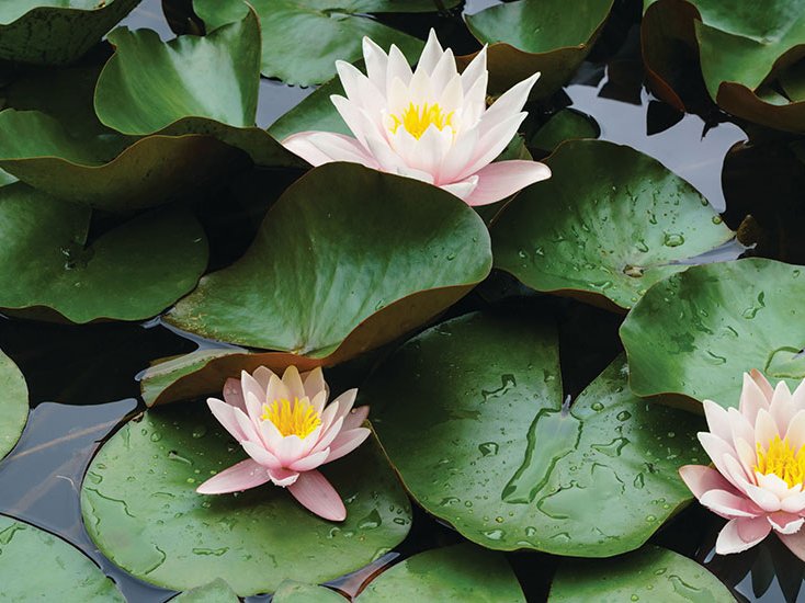 Lily pads on water